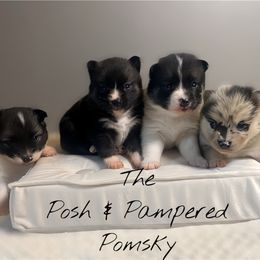 Pomeranian and Pomsky Puppies from The Posh & Pampered Pomsky