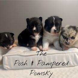 Pomeranian and Pomsky Puppies from The Posh & Pampered Pomsky