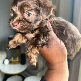 Milan - Chocolate and tan female Yorkshire Terrier puppy in Lynwood, Illinois from SaintNicksWay