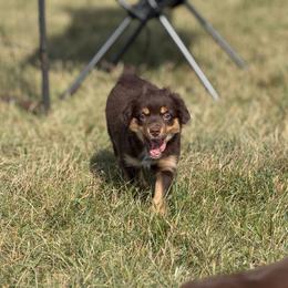 Peach - Red tri female Miniature Australian Shepherd puppy in Ellendale, North Dakota from Ark Acres Kennels
