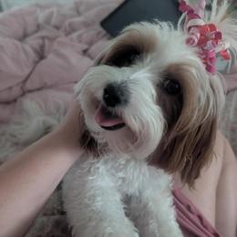 Rainy - Goldendoodle