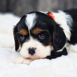 Chloe - Tri-color female Cavalier King Charles Spaniel puppy in Preston, Maryland from Katie's Pups
