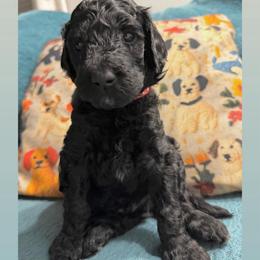 Ronaldo-Boy 2 (red collar) - Black male Goldendoodle puppy in Auburn, Indiana from Cooper’s Doodles