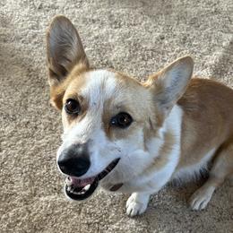 EEVEE - Pembroke Welsh Corgi