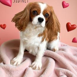 Sidney - Cavalier King Charles Spaniel