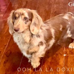 Reign - Dachshund