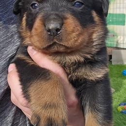 Brown - Black and mahogany male Rottweiler puppy in Tangent, Oregon from Raya's Royals