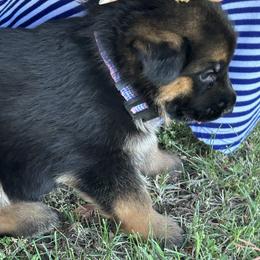 Girl 3 - Greta AKA Greta is now reserved. (Thank you AKC) - Black and red female German Shepherd puppy in Galt, California from At Redwood Runs