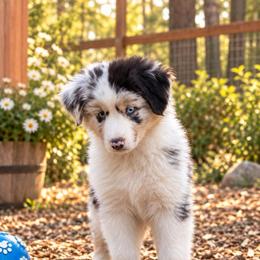 Cash - Blue merle male Australian Shepherd puppy in Placerville, California from BFF Aussies