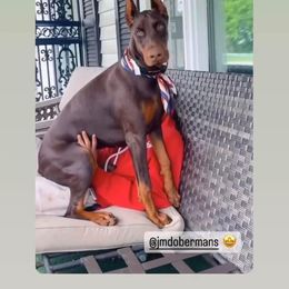 Doberman Pinscher Puppies from JM Dobermans
