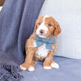 Turbo - Red  male Goldendoodle puppy in Whitesburg, Georgia from Asbury & Co Farms
