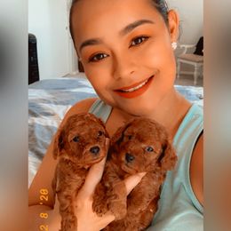 Poodle Puppies from Premier Poodle