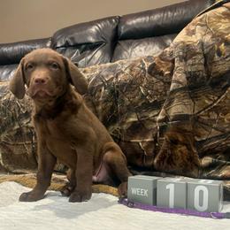 Purple Dot - Brown male Chesapeake Bay Retriever puppy in Wisconsin Dells, Wisconsin from Kilbourn Chesapeakes