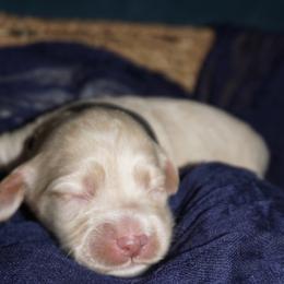 Dolly - Buff and white female Cockapoo puppy in Selma, California from Mollys Dollys
