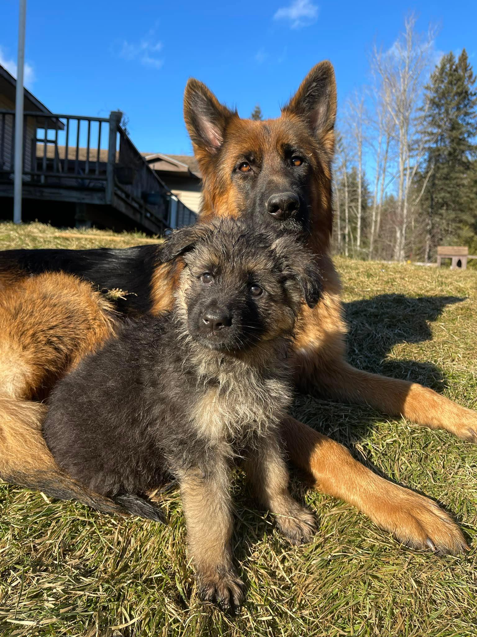 Von Den Grunen Bergen Shepherds in Vermont German Shepherd puppies