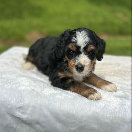 Bella - Tri-color female Bernedoodle puppy in Sugarcreek, Ohio from Cuddly Companion Doodles