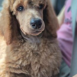 Leo - Red  male Poodle puppy in El Paso, Texas from Paws Of Beauty