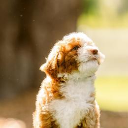 Harry - male Australian Mountain Doodle puppy in Temecula, California from Country Hills Doodles