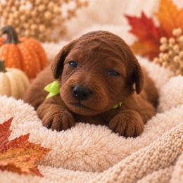 Neon Green - Red female Irish Doodle puppy in Madison, Wisconsin from Morningside Doodles