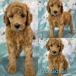 Frosted Flakes - Poodle puppy in Swansboro, North Carolina from Monarch Standard Poodles