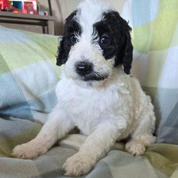 Truffles - Black and white female Bernedoodle puppy in Mckenzie, Tennessee from Small Town Doodles & Poodles