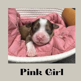 Pink Girl- Marcie - Red tri-color Aussiedoodle puppy in Columbus, Ohio from FamilyOodles