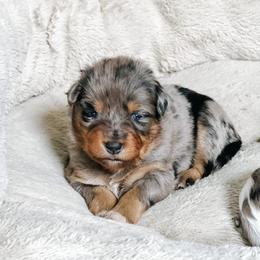 Australian Shepherd Puppies from Ember Aussies NJ/NY/PA
