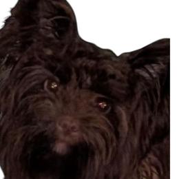 Shopie - Yorkshire Terrier