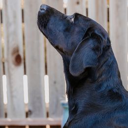 Labrador Retrievers from Luxury Labradors