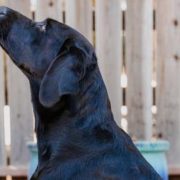 Labrador Retrievers from Luxury Labradors