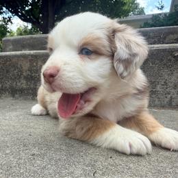 Astro - Red merle male Miniature Australian Shepherd puppy in Sandy Hook, Kentucky from RidgeTop Aussies
