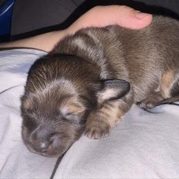 Hersey - Cream male Dachshund puppy in Lakeland, Florida from Hetu's Dachshunds