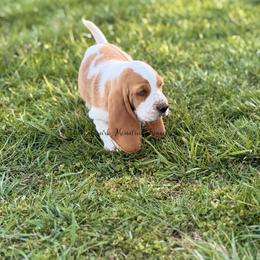 Purple girl - Red and white female Basset Hound puppy in Conway, Missouri from Ozark Mountain Kennel