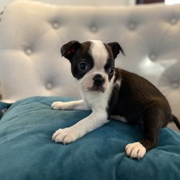 Boston Terrier Puppies from Cobbler Street Boston Terriers