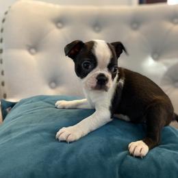 Boston Terrier Puppies from Cobbler Street Boston Terriers