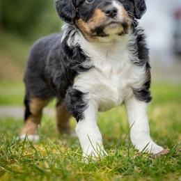 Esme - Black tri-color female Aussiedoodle puppy in Grants Pass, Oregon from Woodwind Miniatures