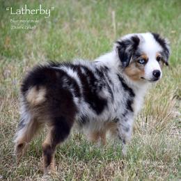 Latherby - Blue merle male Miniature Australian Shepherd puppy in Evant, Texas from Lazy VT Bar Ranch