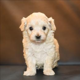 Colter - Cream male Maltipoo puppy in Rainbow City, Alabama from Southland Farm Kennels