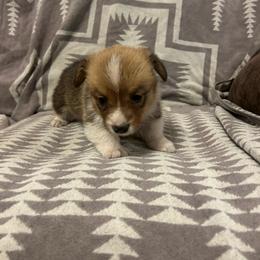 Reef - Red male Pembroke Welsh Corgi puppy in Maupin, Oregon from Bailey Nannini