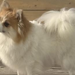 Pomeranians from Tania’s treasures Pomeranians