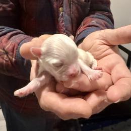 Orange boy - White and buff male Bichon Frise puppy in Lavon, Texas from Sissy’s Heavenly Paws