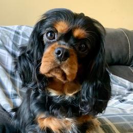 Windy - Cavalier King Charles Spaniel