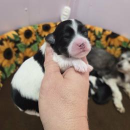 Spotted girl - Black and white female Havanese puppy in Vinita, Oklahoma from Locust Creek Shih Tzu & Havanese