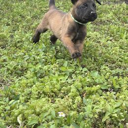 Constant - Mahogany male Belgian Malinois puppy in Deerfield Beach, Florida from vd Hunde der neuen Äre