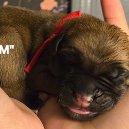 COLA - Fawn male Cane Corso puppy in St. Augustine, Florida from RG2 Cane Corsos