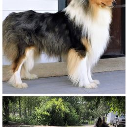 Old Time Scotch Collie Puppies from Hidden Orchard Farm