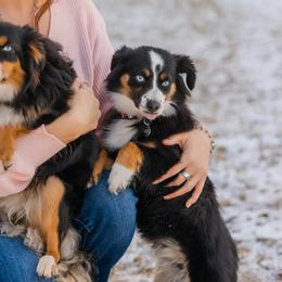 Aussiedoodles, Australian Shepherds, Miniature Australian Shepherds, and Toy Australian Shepherds from Firefly Horse Co Wellness Retreat Center