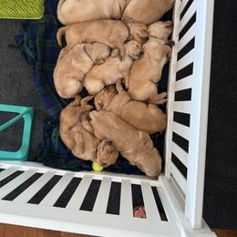Golden Retriever Puppies from RuTess Goldens