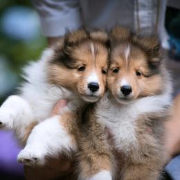 Shetland Sheepdog Puppies from Solange Shelties