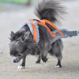 Awi - Chihuahua